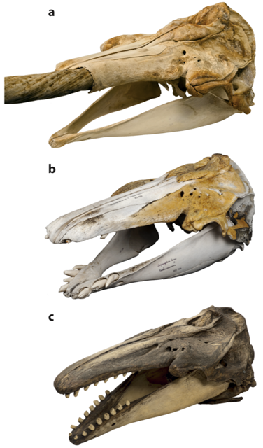 A narwhal skull (a); the hybrid skull (b); and a beluga skull (c).